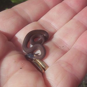 Northen Red Belly