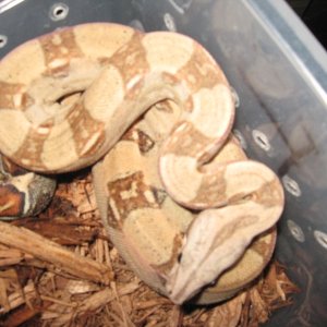 07 Male pastel boa