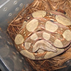 07 Male pastel boa