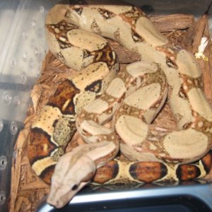 07 Female pastel boa