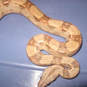 07 male pastel boa