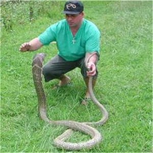 Ray Hunter w/10 ft Malayan King Cobra