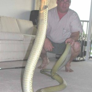 Ray Hunter w/12 ft Malayan King Cobra