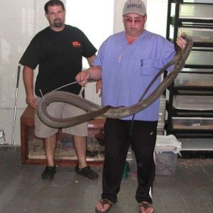 Ray Hunter, Don Kaye & 11ft Black Mamba