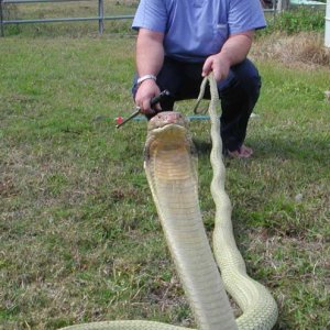 12ft Malayan King Cobra