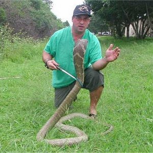 10ft M. King Cobra