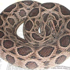 Russell's Viper