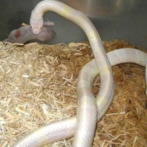 Albino Malayan Krait