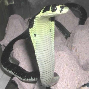 Baby Indo. King Cobra