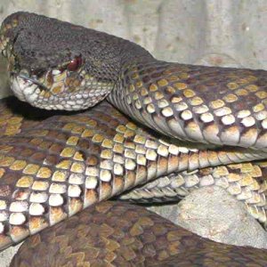 MAngrove Pit Viper