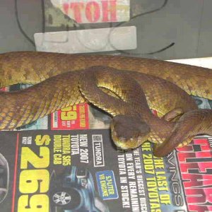 Banded Pit Viper (T. fasciatus)