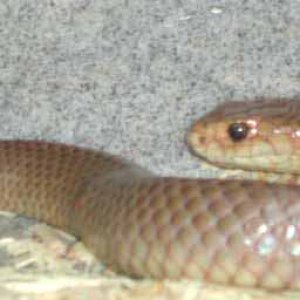 Eastern Brown