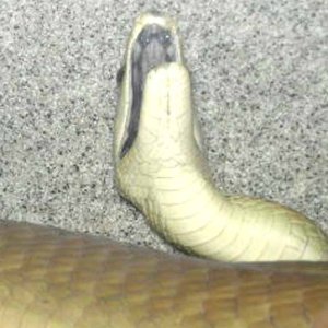 Black Mamba