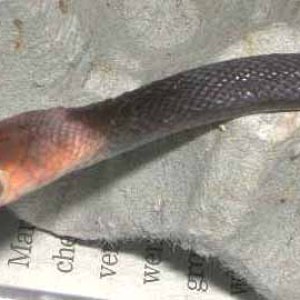 Taipan