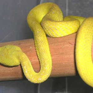 YellWhLip