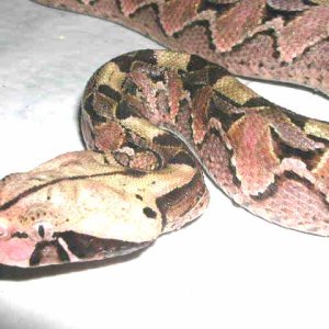 baby Gaboon Viper