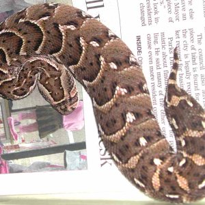 Puff Adder