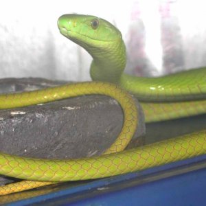 E.A. Green Mamba