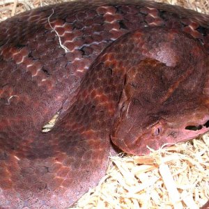 Death Adder
