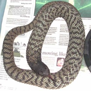 Banded Rinkhals