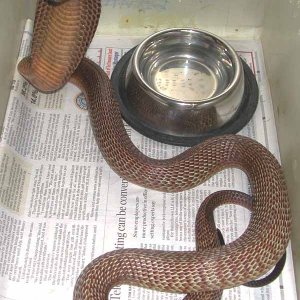 Cape Cobra