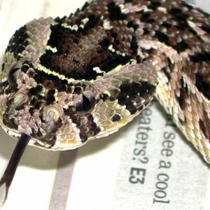 Puff Adder