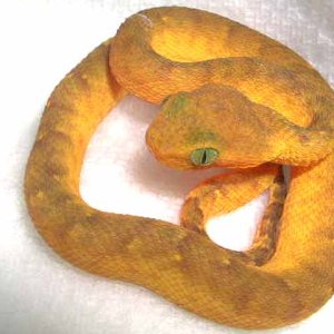 baby African Bush Viper