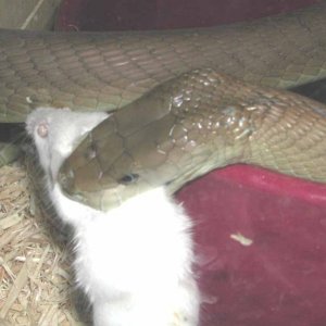 old Black Mamba