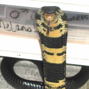 Forrest Cobra