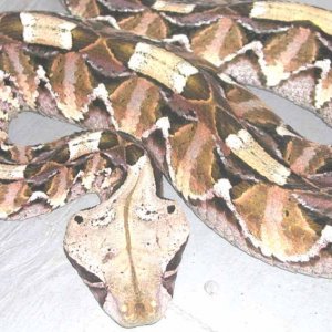 Gaboon Viper