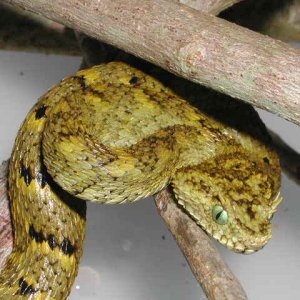 African Bush Viper