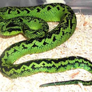Sedge Viper