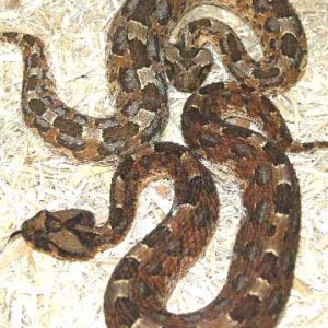 African Horned Adders
