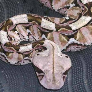Gaboon Viper