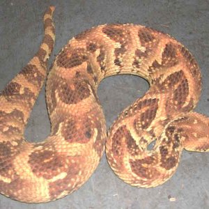 Puff Adder