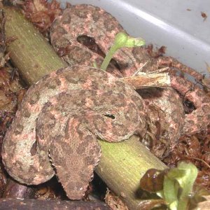 Eyelash Viper
