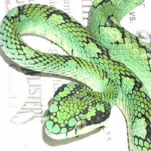 Sri Lankin Palm Viper