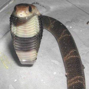 B&W Spitting Cobra