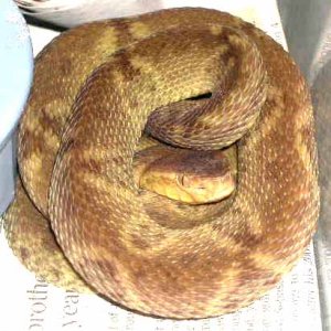 yellow Bothrops colombiensis