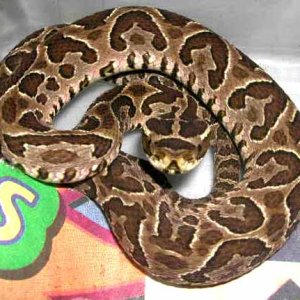 Bothrops alternatus