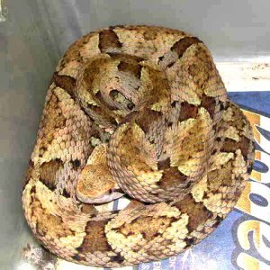 Bothrops venezuelensis