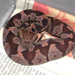 Mexican Jumping Viper
