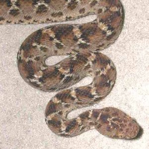Saw scale Viper