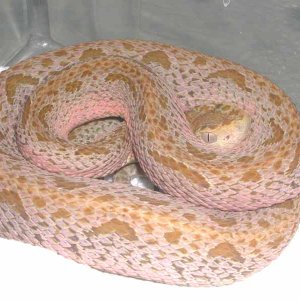 Hypo Bothrops asper