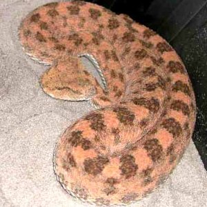 Desert Horn Viper