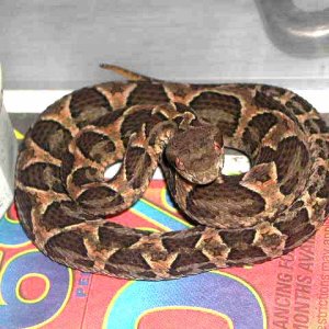 Bothrops diporus