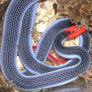 Red-headed Krait