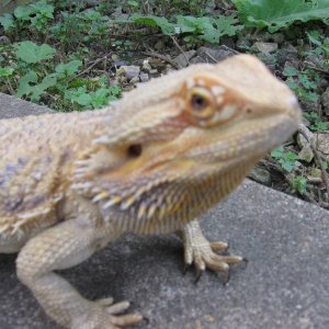 IMG_00041