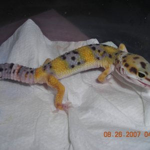 Leo1