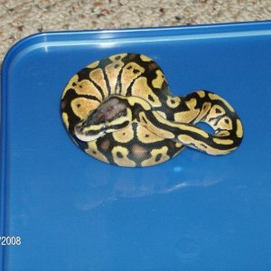 2008 Pastel 50% het orange ghost